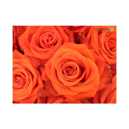 مفهوم گل رز نارنجی width=512 height=512 border=0
