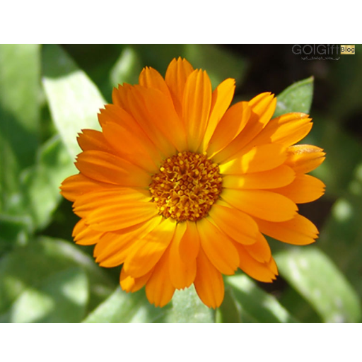گیاه همیشه بهار برای نگهداری در آپارتمان width=512 height=512 border=0