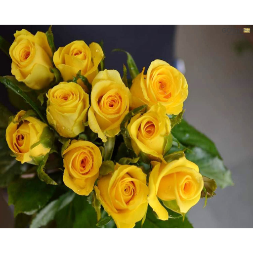 گل رز هلندی زرد width=512 height=512 border=0