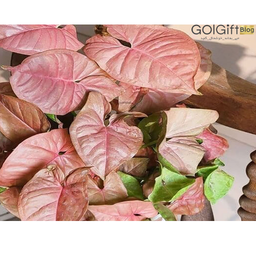 معرفی گیاه سینگونیوم صورتی width=512 height=512 border=0