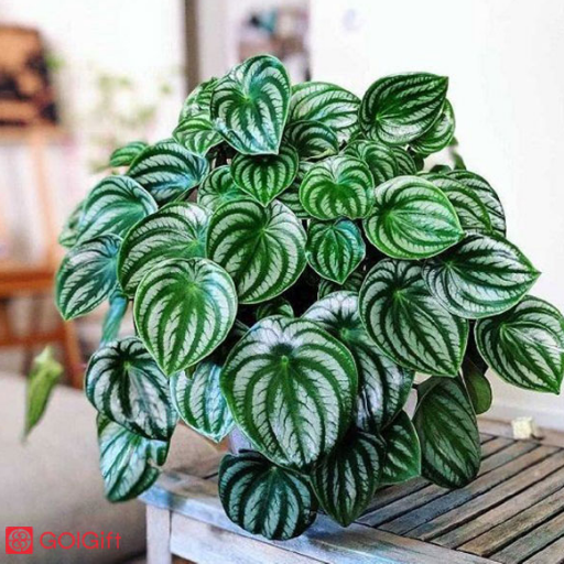 چه دلایلی باعث پژمرده شدن پیرومیا هندوانه ای می شوند؟ width=512 height=512 border=0