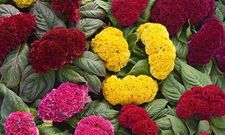 گل تاج خروس 1 width=512 height=512 border=0