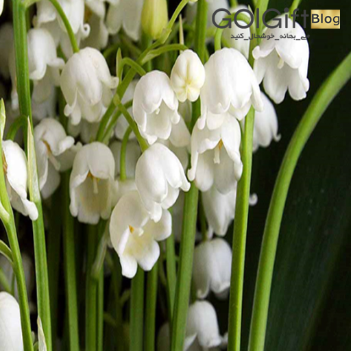 گل موکه گلی گرانقیمت  width=512 height=512 border=0