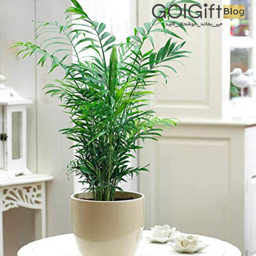 خرید گیاه شامادورا width=512 height=512 border=0