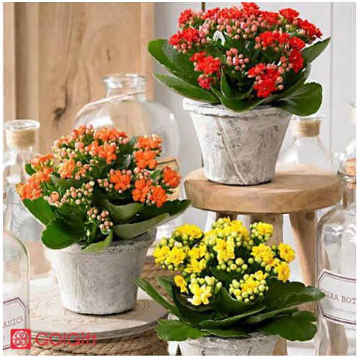 معرفی4 روش برای گلدهی مجدد کالانکوئه width=512 height=512 border=0