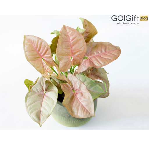 سینگونیوم برای حیوانات مضر است؟ width=512 height=512 border=0