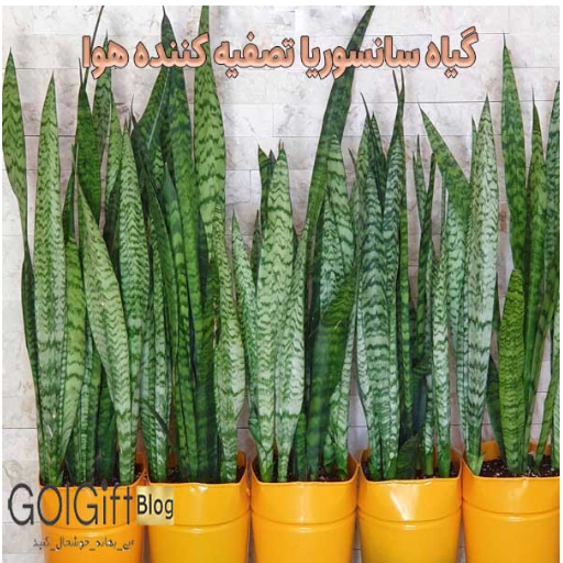 گیاه سانسوریا تصفیه کننده هوا width=512 height=512 border=0