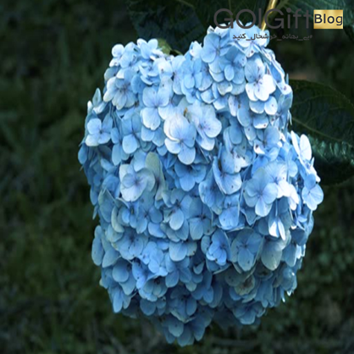 معرفی گل ادریسی width=512 height=512 border=0