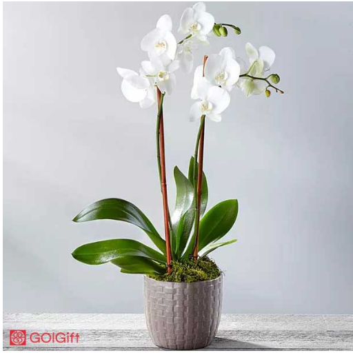 نحوه آبیاری استفانوتیس width=512 height=512 border=0