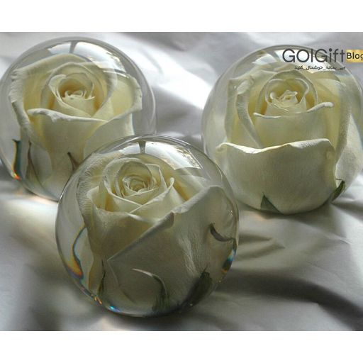 خشک کردن گل رز width=512 height=512 border=0