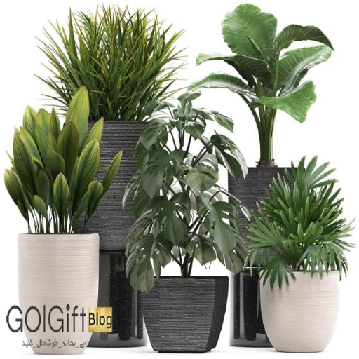 گیاهان آپارتمانی متداول width=512 height=512 border=0