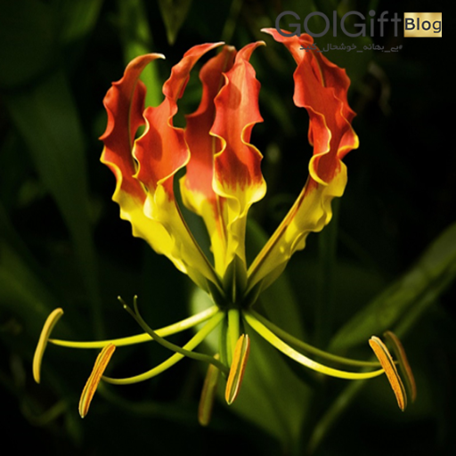 گل شعله لیلی width=512 height=512 border=0
