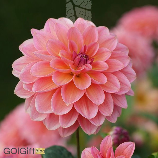 گل آهار width=512 height=512 border=0