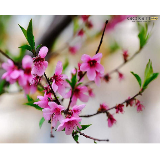 خرید اینترنتی گل های بهاری  width=512 height=512 border=0