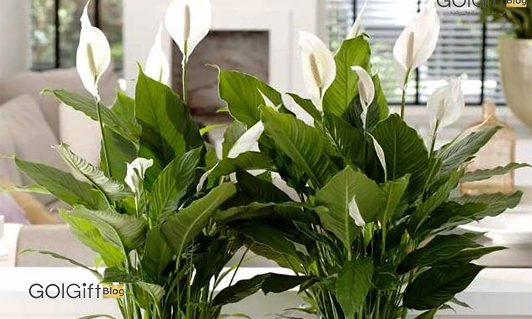 اسپاتی فیلوم width=512 height=512 border=0