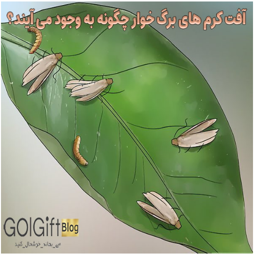 آفت کرم های برگ خوار چگونه به وجود می آیند؟ width=512 height=512 border=0