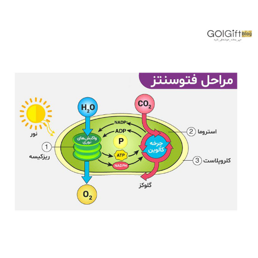 فتوسنتز چیست؟ width=512 height=512 border=0