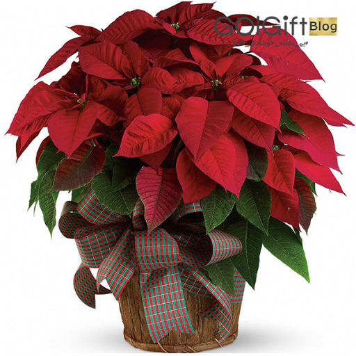 خرید آنلاین گیاه بنت قنسول width=512 height=512 border=0