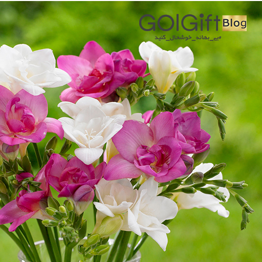 زیبا مثل گل فریزیا width=512 height=512 border=0