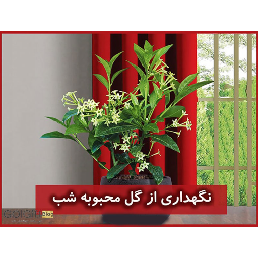 نحوه نگهداری گل شب بو چگونه است width=512 height=512 border=0