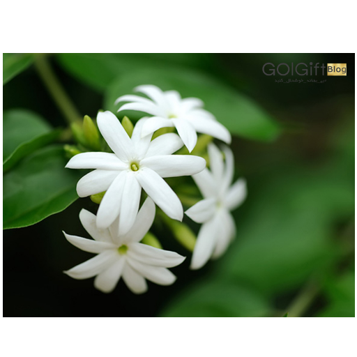 گل یاسمن width=512 height=512 border=0