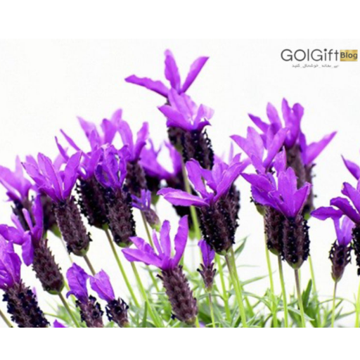 آشنایی با گیاه اسطوخودوس فرانسوی width=512 height=512 border=0