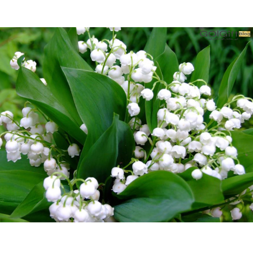 خرید اینترنتی گل موگه  width=512 height=512 border=0