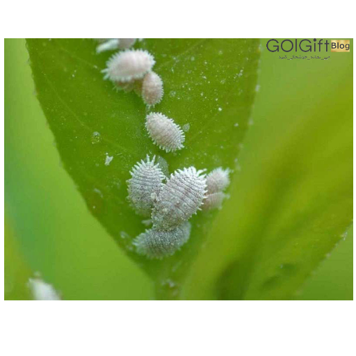 شته ها چگونه به گیاهان اسیب میزنند width=512 height=512 border=0