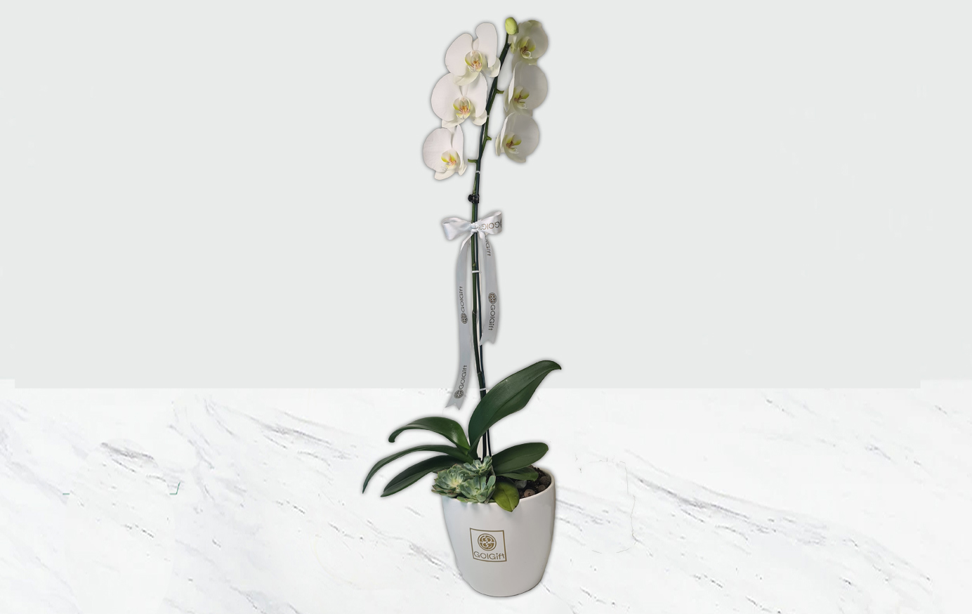 گلدان ارکیده سفید